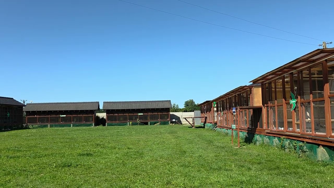 Wielki powrót Morela ! 600 młodych ?! - Przylot z treningu ! - 125 km 