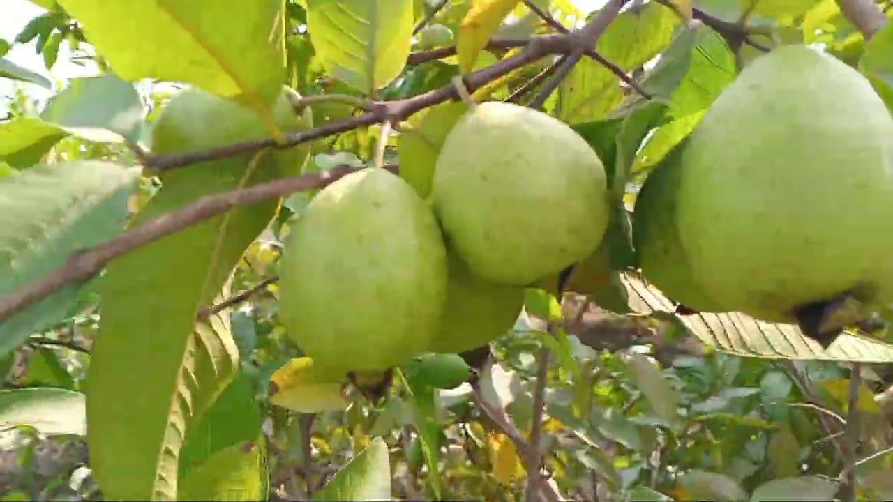 وی ائی پی امرودوں کا باغ اس کی ویڈیو دیکھیں