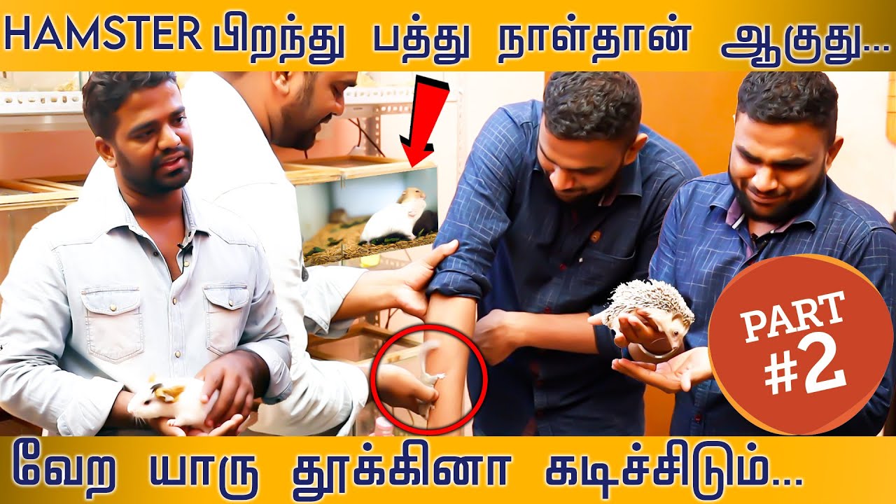 Hilarious hamsters babies in chennai| pets shop tour | hamsters | Guinea Pig | Gerbil | Part 2