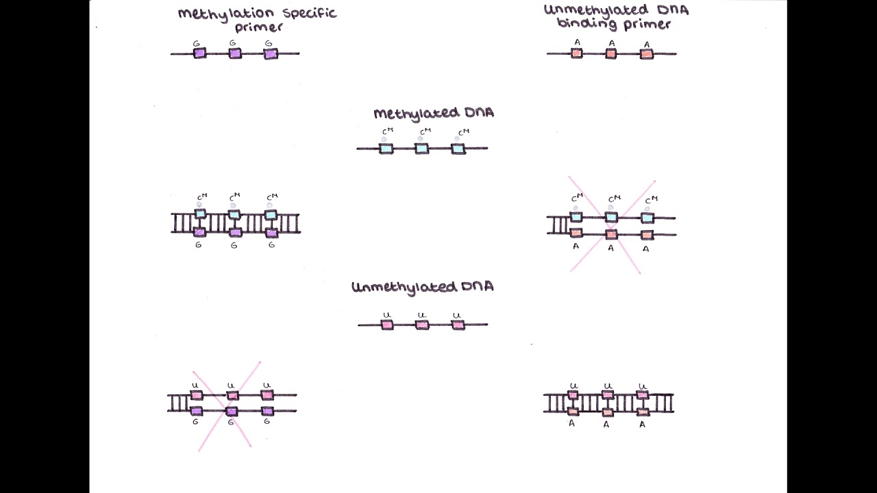 Methylation specific PCR