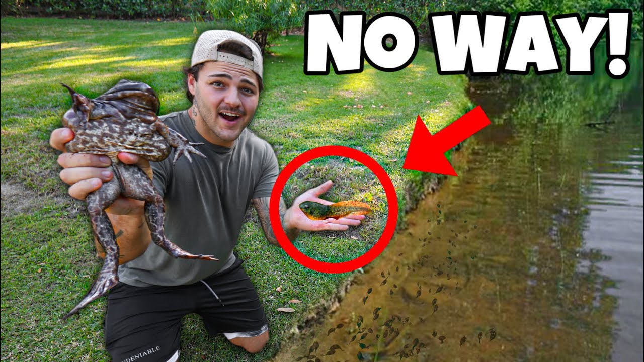 My PET FROG had BABIES in the POND!!