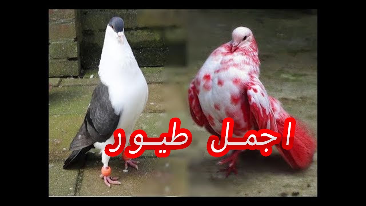 اجمل طيور  من كركوك  #سوق الغزل هواه الطيور