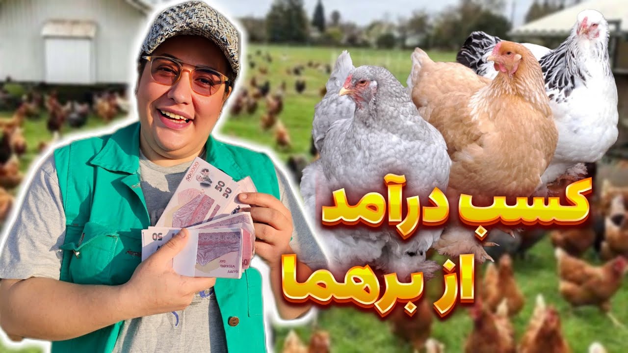 کسب درآمد از نژاد زیبای برهما | پرورش مرغ و خروس برهما | برهما دارک | برهما لایت | نژاد امپراطور