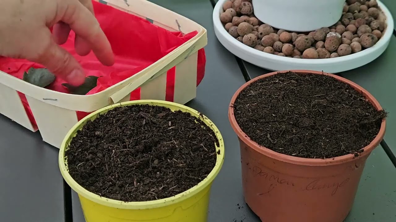 Bouturer ses plantes d’intérieur...
