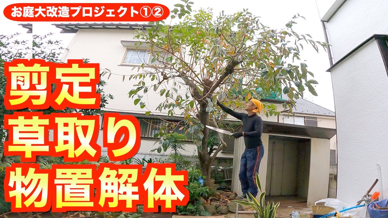草取り,柿剪定,物置解体回収【お庭大改造①②】グラウンドピーリング、柿の木枝打ち🌲千葉県市川市の便利屋！各作業料一覧、お問い合わせ先は概要欄をご覧下さい！