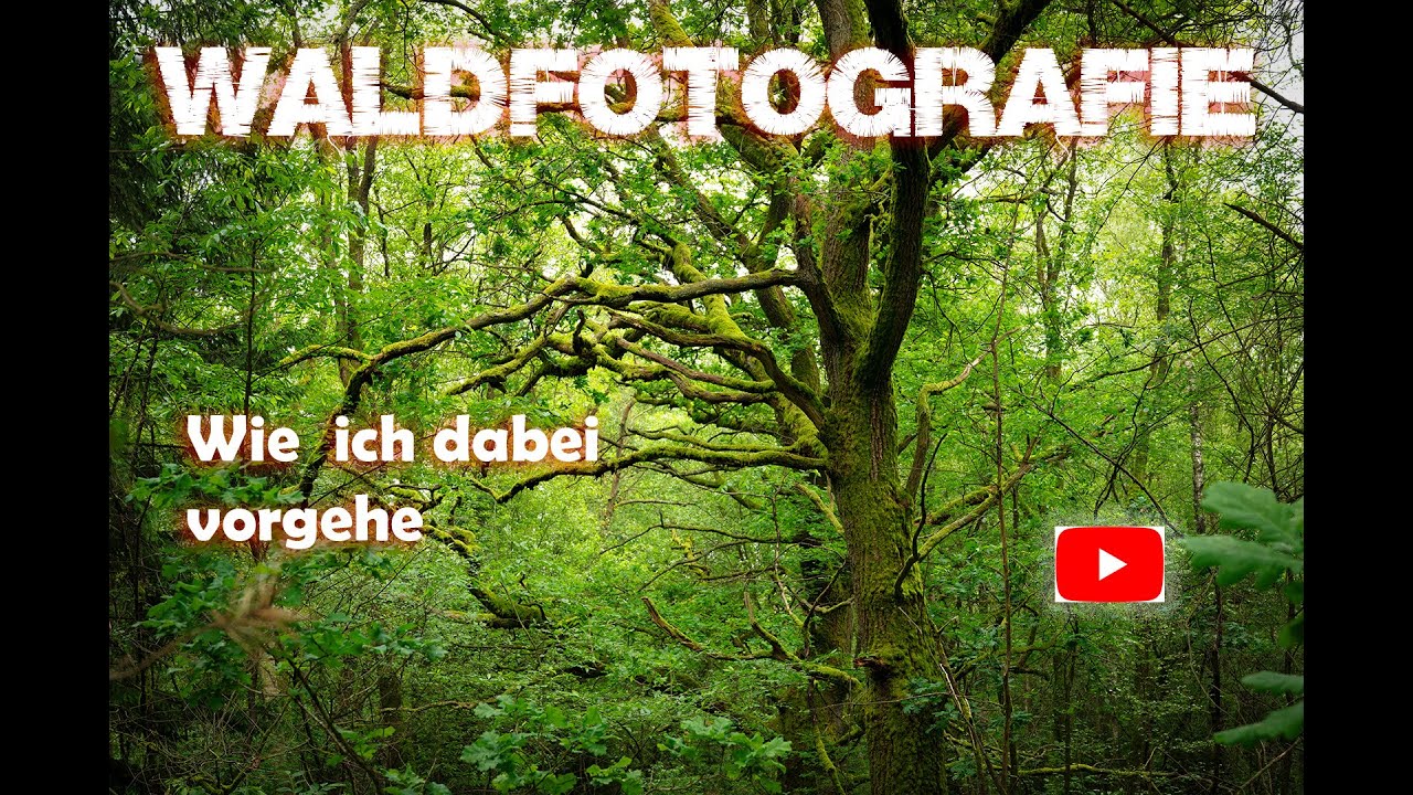 Waldfotografie - Wie ich dabei vorgehe.