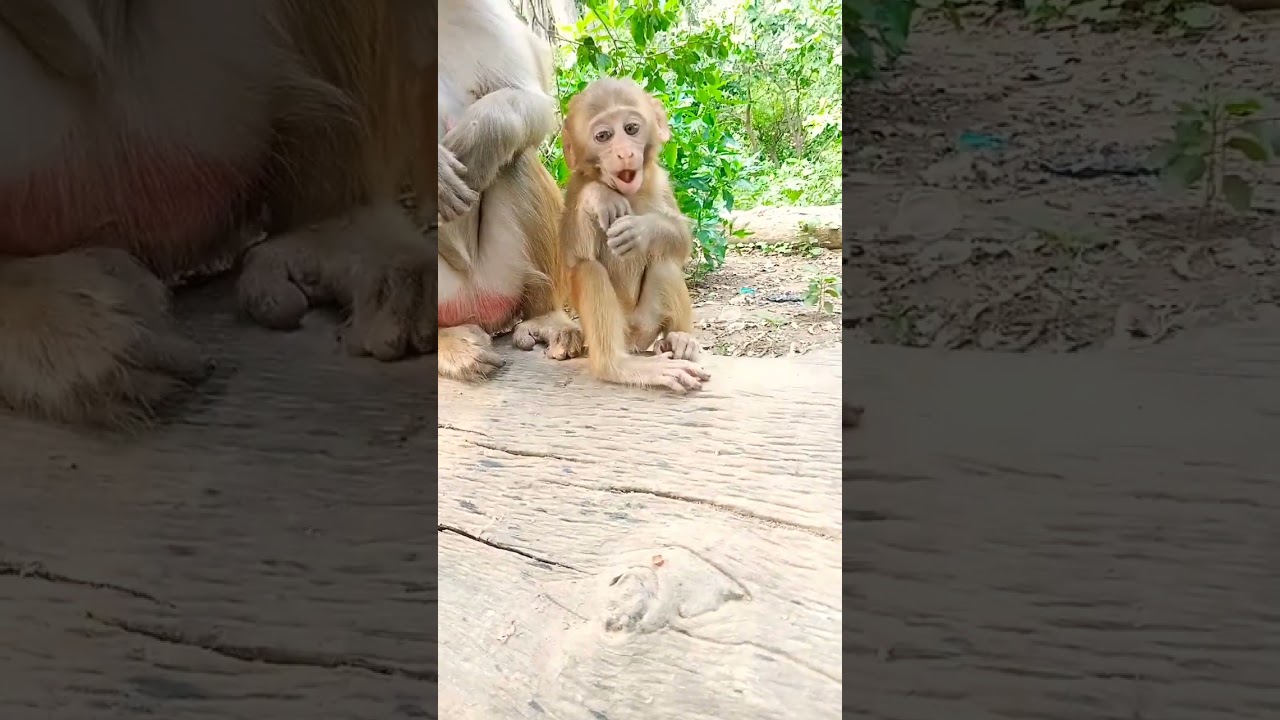funny baby monkey 🐵🐒#shorts 0006406
