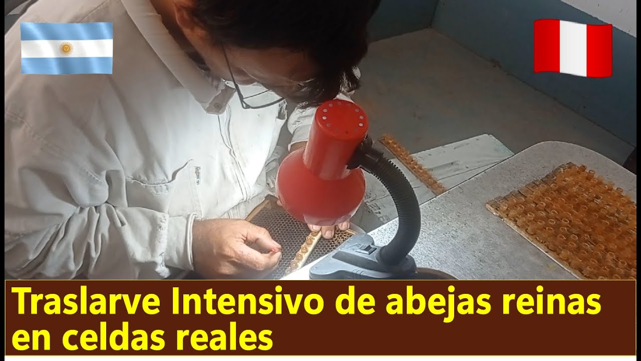 Traslarve intensivo en celdas reales🐝