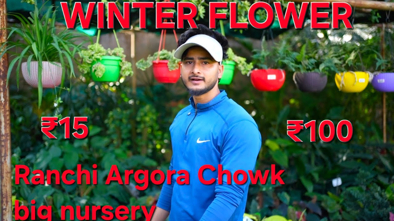 #Rajdhani nursery viu #Ranchi Argora chowk big nursery #WINTER flower plant's collection #All sijnel
