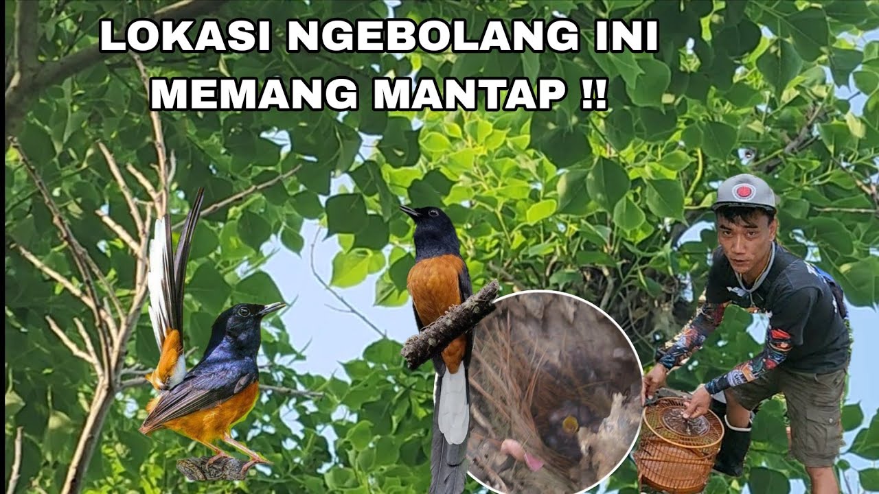 Murai batu Di lokasi ini sangat jinak ternyata dia memiliki anak di lubang pohon