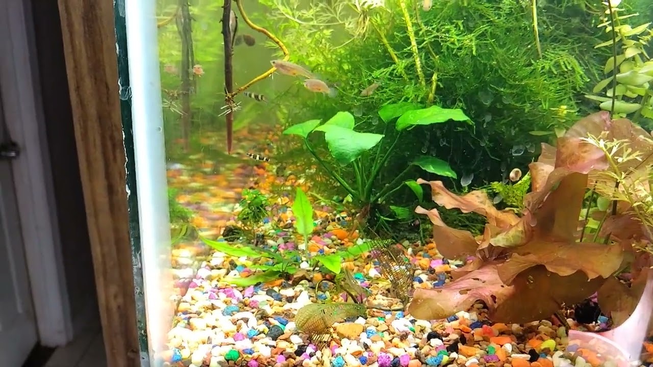 honey blue eyes, #killifishes, red lizard whiptail catfish
