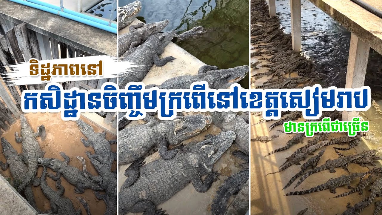 ទិដ្ឋភាពនៅ កសិដ្ឋានចិញ្ចឹមក្រពើនៅខេត្តសៀមរាប #សៀមរាប