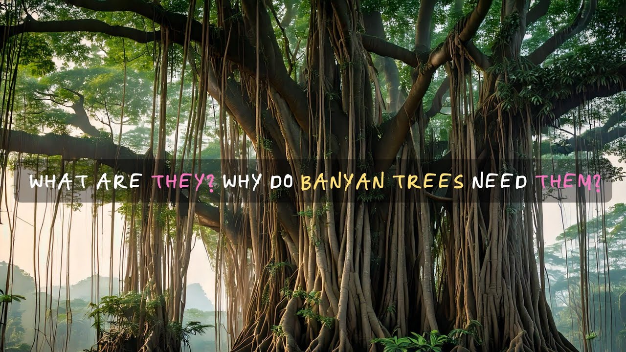 Root System | Plant Structure and Functions | Middle School Science | Khan Academy