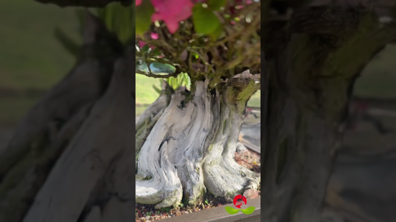 Museu do Bonsai Thermas Internacional de Minas Gerais  #brazil  #bonsaidream #bonsaibrasil