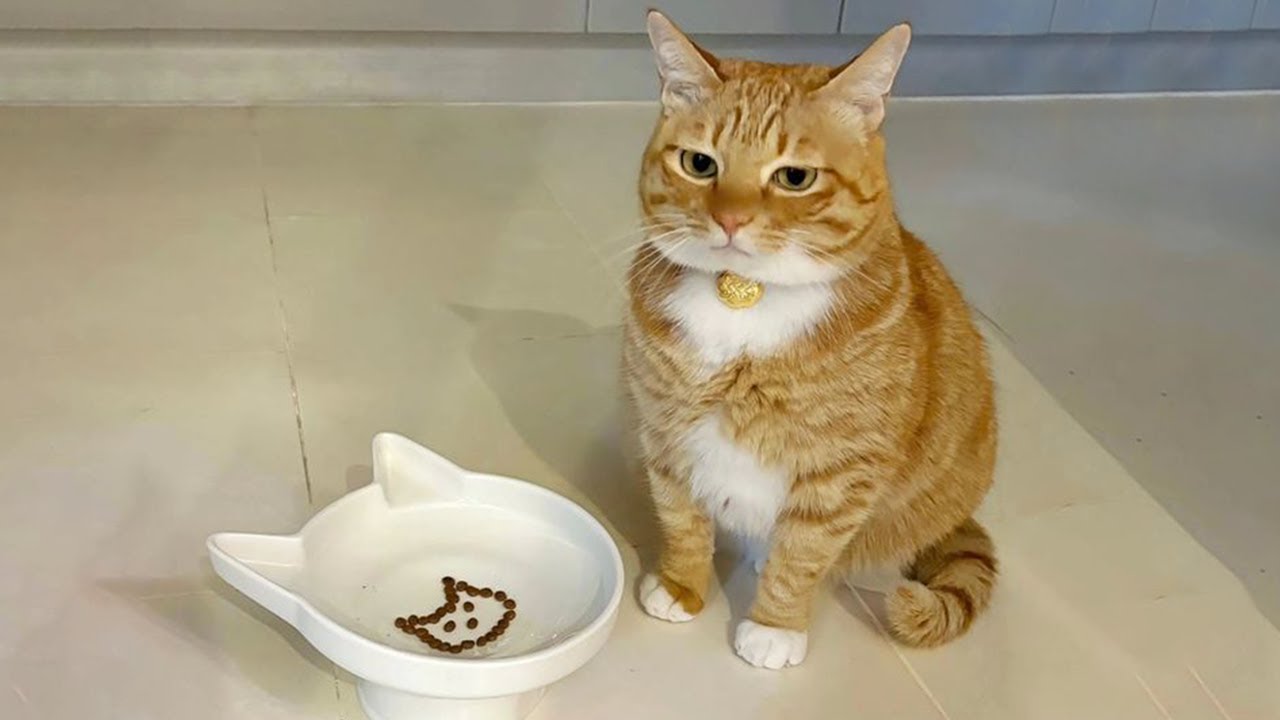 Самые смешные видео с кошками и собаками 2025 года😼🐶Постарайтесь не засмеяться😜 Часть 17