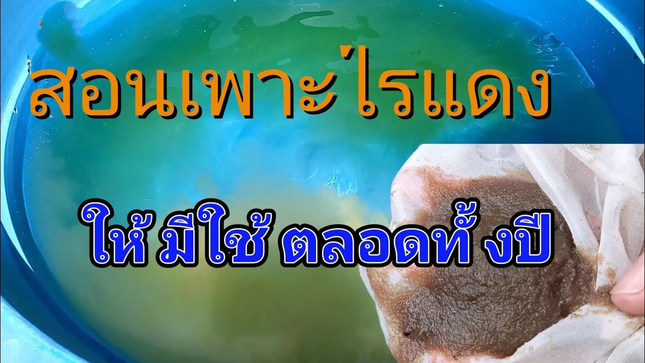 สอนเพาะไรแดง ให้มีใช้ตลอดทั้งปี