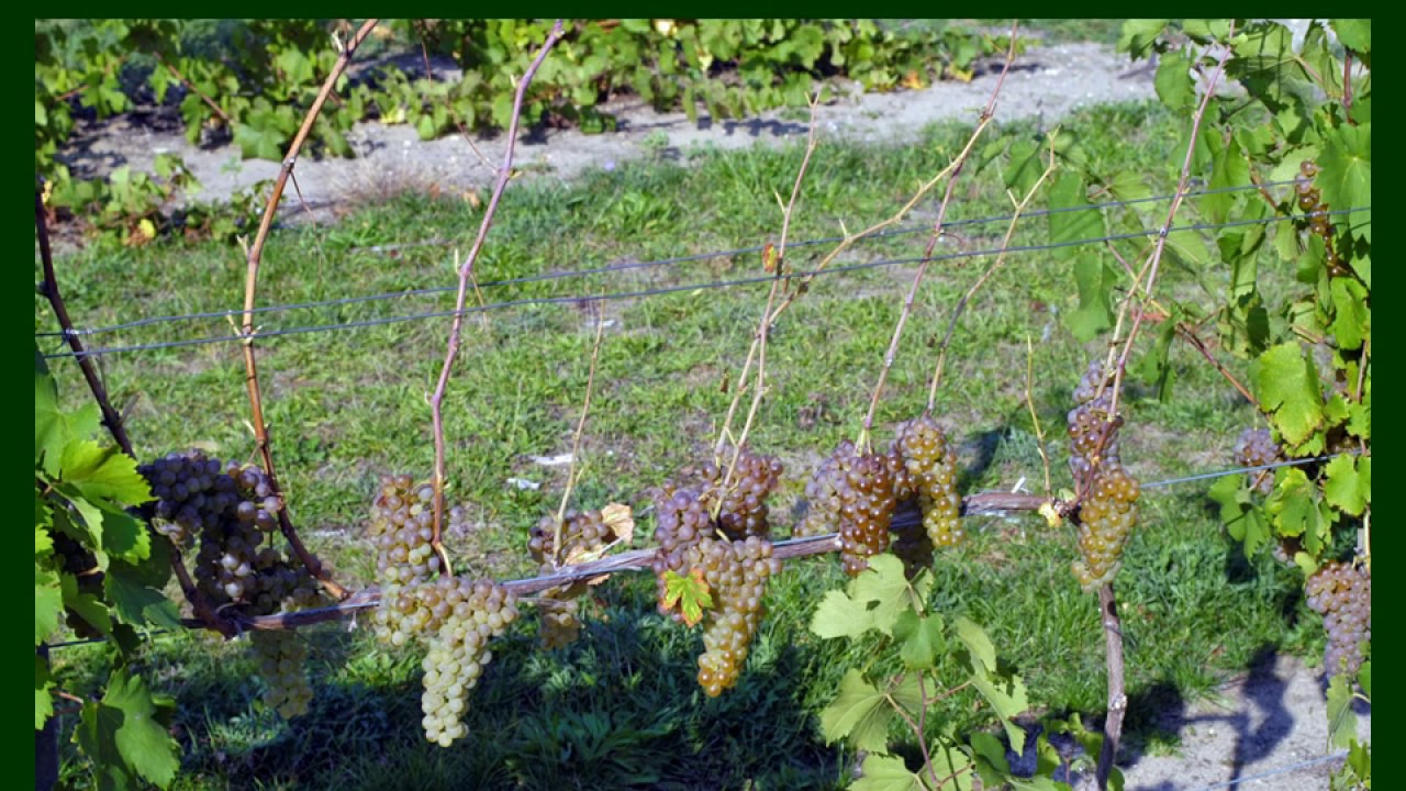 The Guyot Training System - Grape Video #8