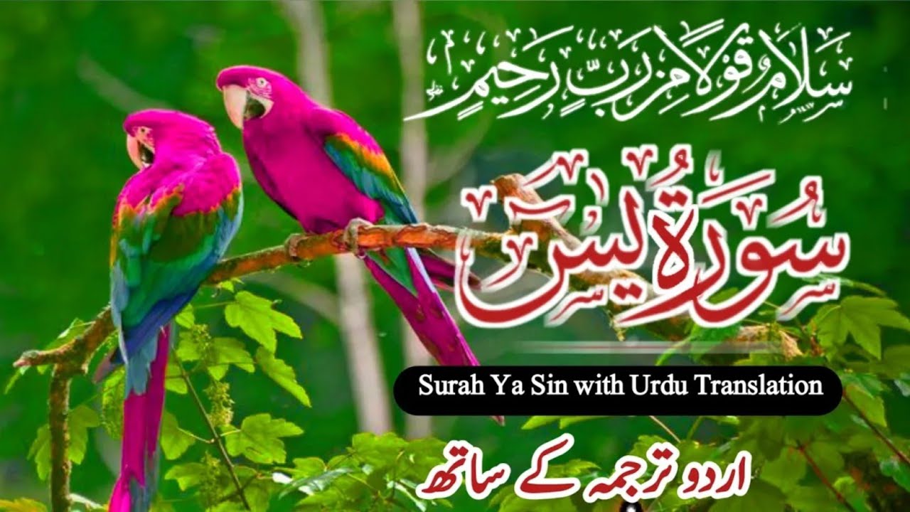 Surah Yasin ( Yaseen ) With Urdu Translation | Ep 0235 | Quran Tilawat Beautiful Voice |Urdu Tarjuma