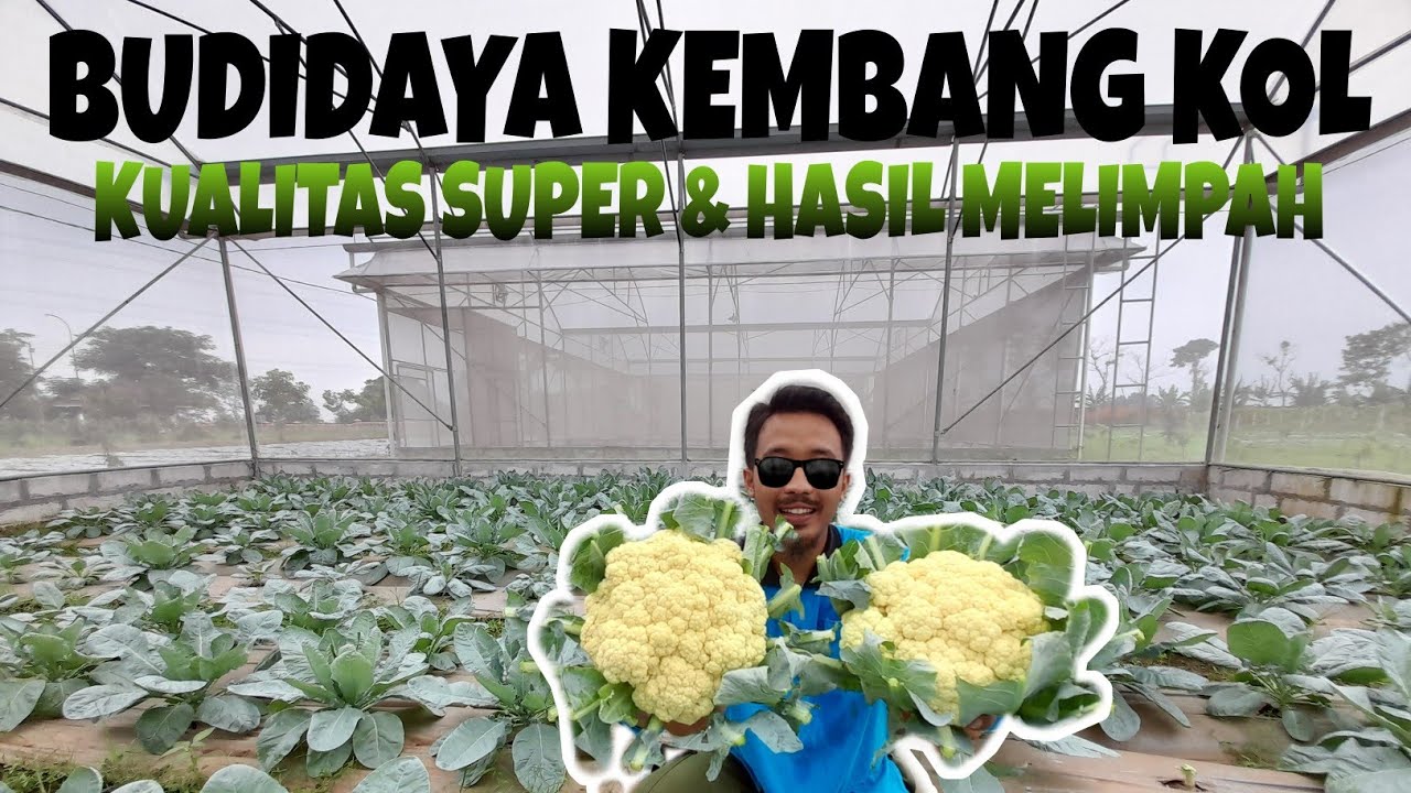 SUKSES BUDIDAYA KEMBANG KOL! VARIETAS LARISSA F1 CAP PANAH MERAH UNTUK DATARAN RENDAH.