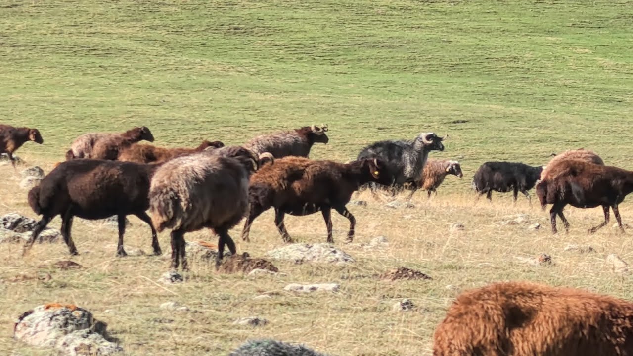 YAYLALARDAN İNEN GÖÇERLER KOÇLARIN DİDİŞMELERİ.