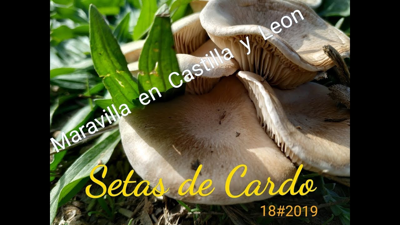Seta de Cardo Vs Cardo Corredor. Veremos que no se desplaza de forma aleatoria.18#2019