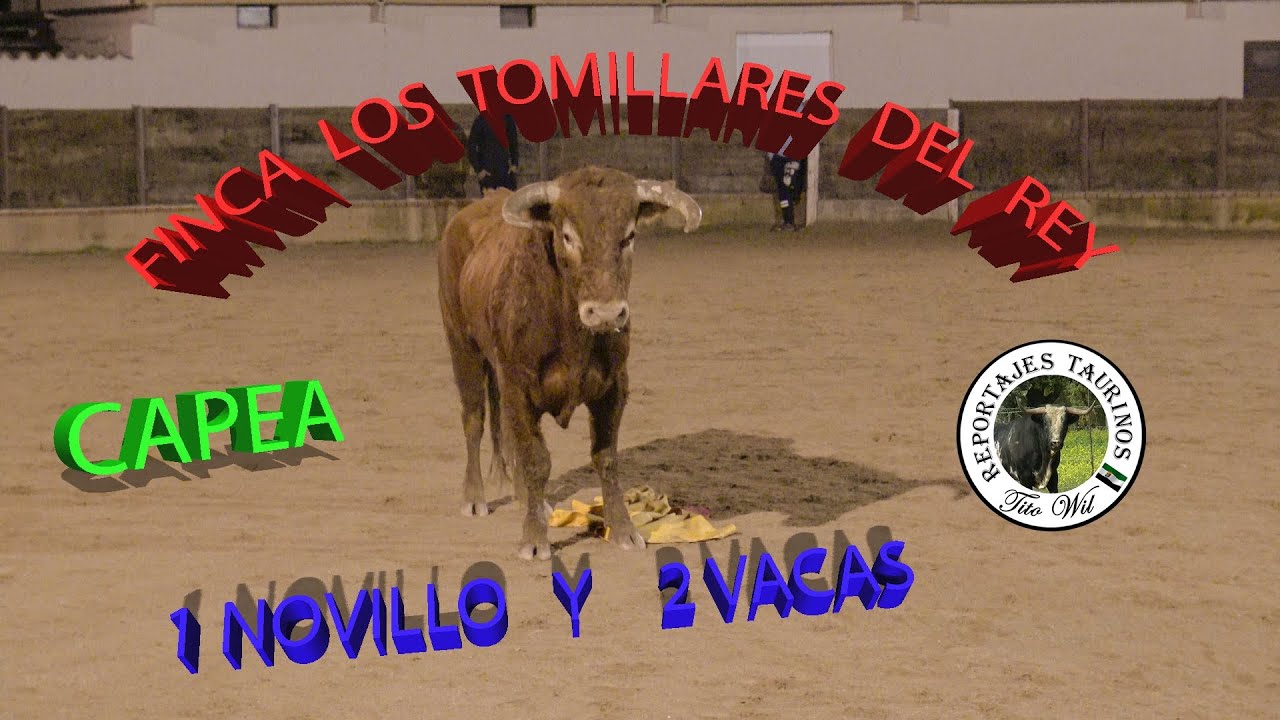 ENTRENAMIENTO RECORTADORES 1 NOVILLO Y 2 VACAS FINCA LOS TOMILLARES DEL REY