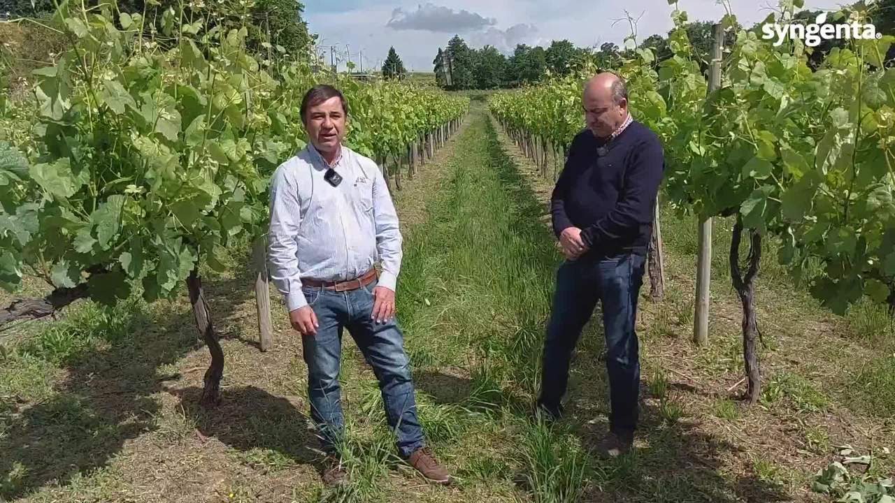 Minuto Syngenta #3 -  Proteção da Vinha