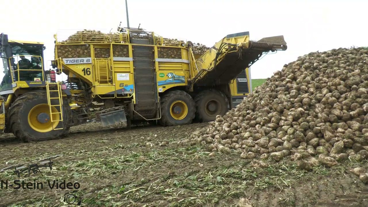 Ropa Tiger 6s 🐅 bei der Ernte von Zuckerrüben 2024 Rübenroden Rübenvollernter // Beet harvest 2024