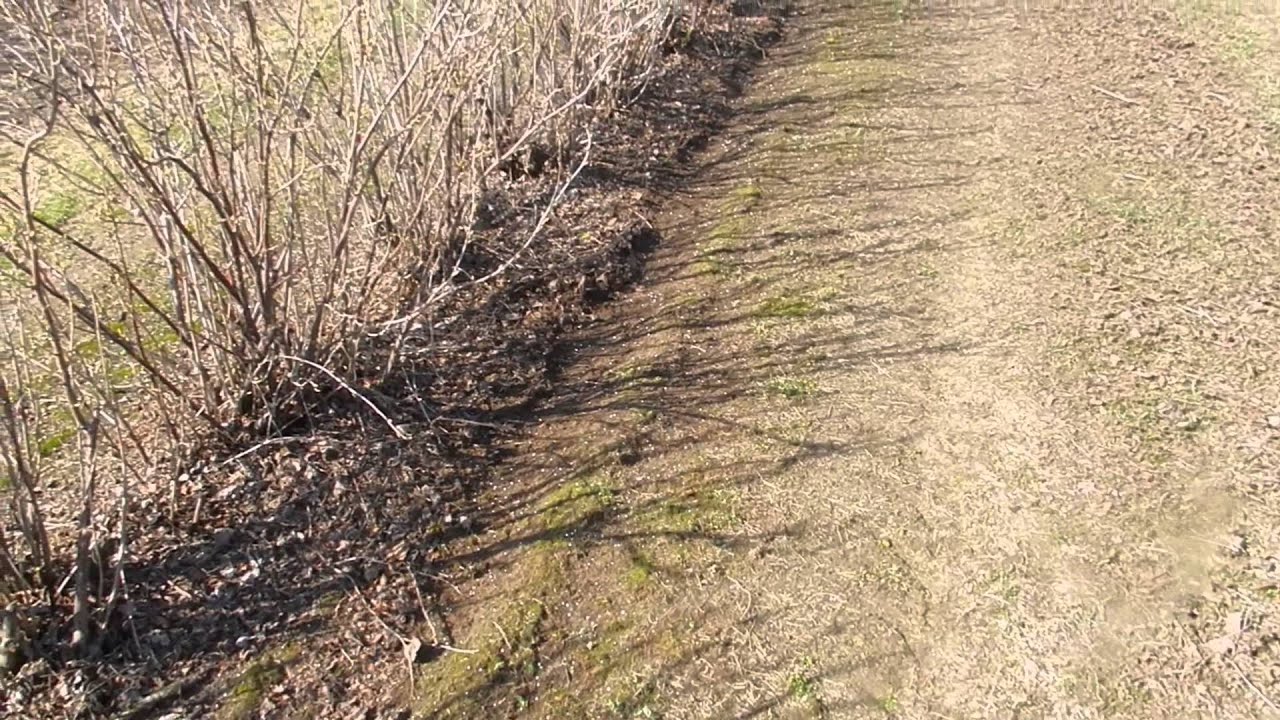 Wyganiacz do gałęzi,pędów z wysiewem nawozów w porzeczkach
