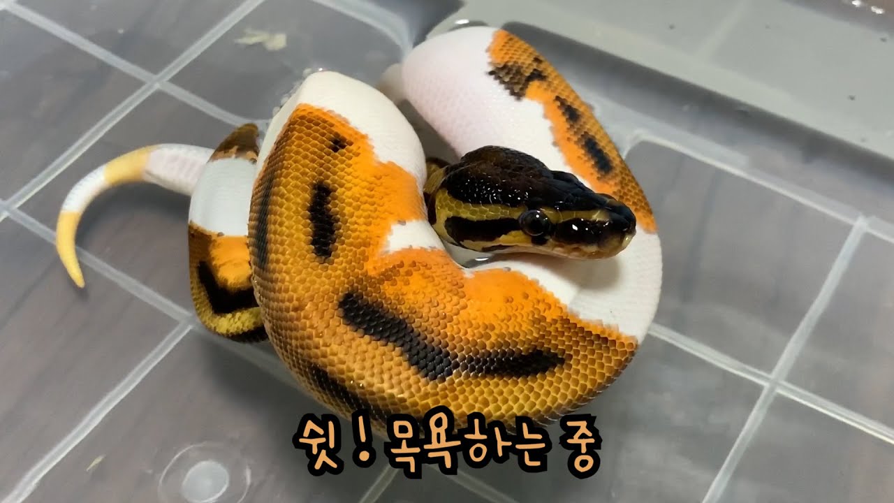 자체튜브 타고 목욕하는 애기볼파이톤 너무 귀엽잖아...