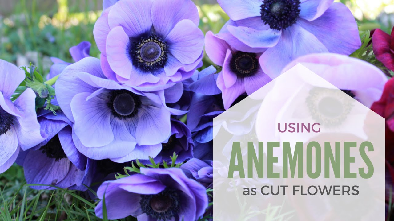 How to Use Anemone Coronaria as a Cut Flower in Arrangements Flower Harvest Cut Flower Farm Florist