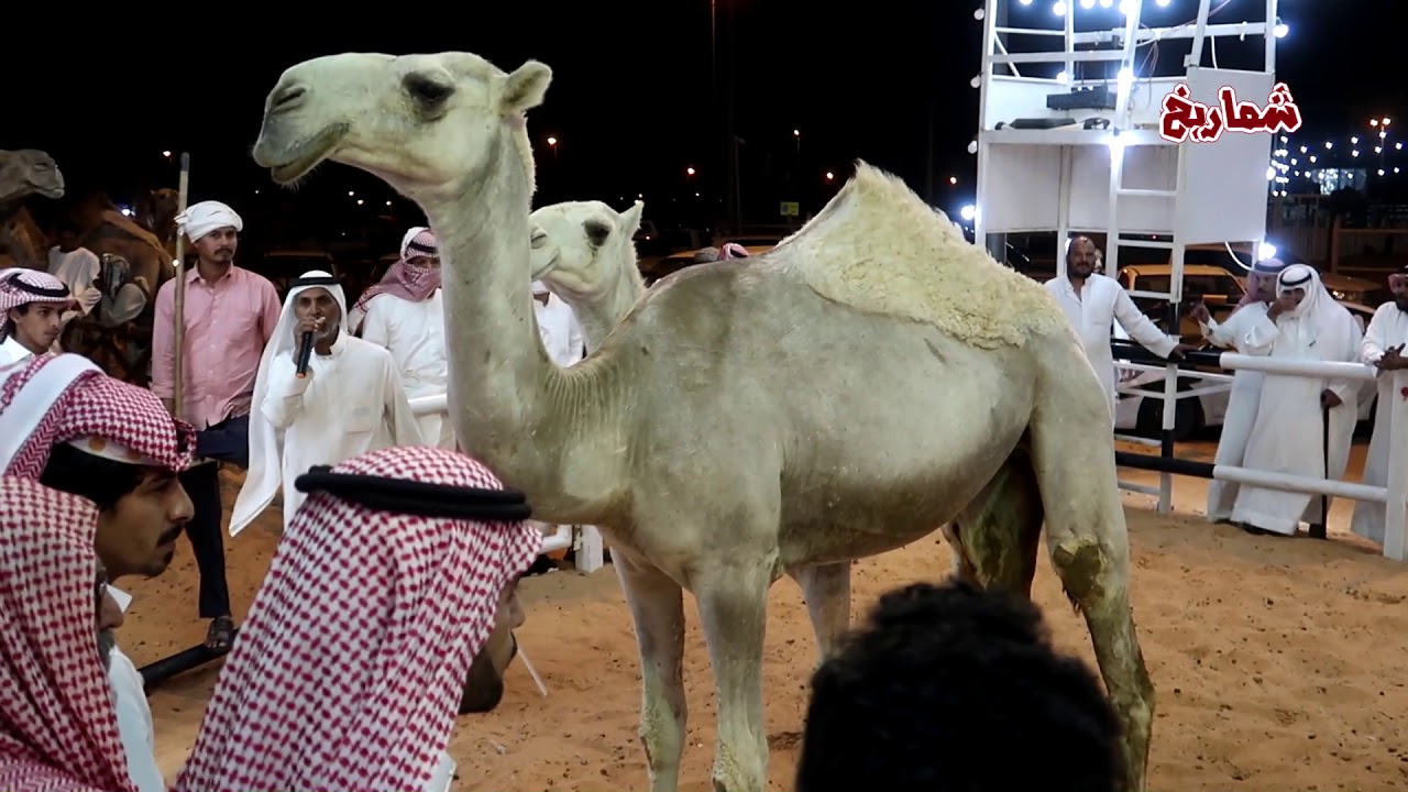 حراج عنيزة للإبل في رمضان 1