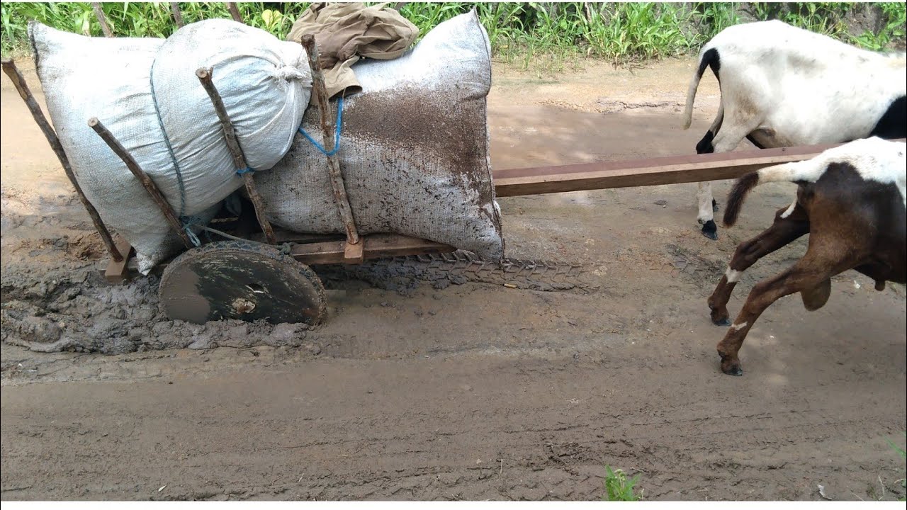 o carro atolou hoje será que os carneiros tira