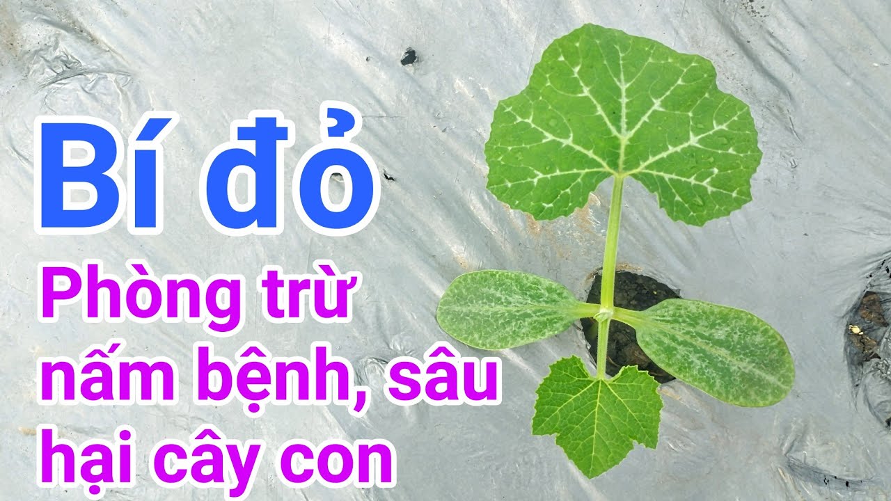Cách trồng bí đỏ: P4-Phòng trừ bệnh, sâu, bọ trĩ hại cây con