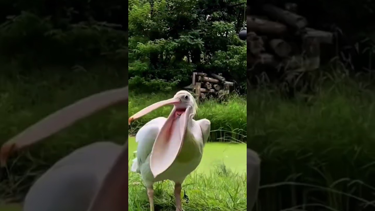 Os cantos de aves mais bizarros do reino animal! #animais #aves #curiosidades #animals #shorts #fyp
