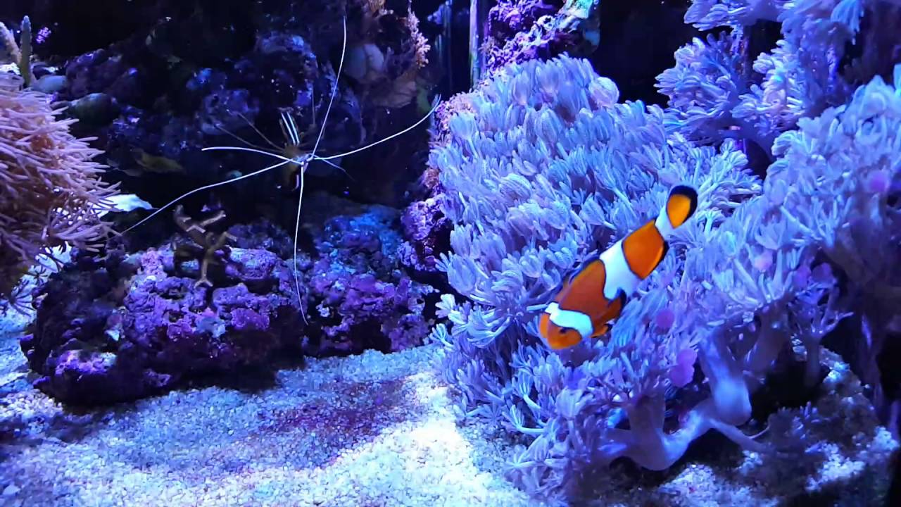 Red Sea REEFER 250. 14 months!!!!!!!