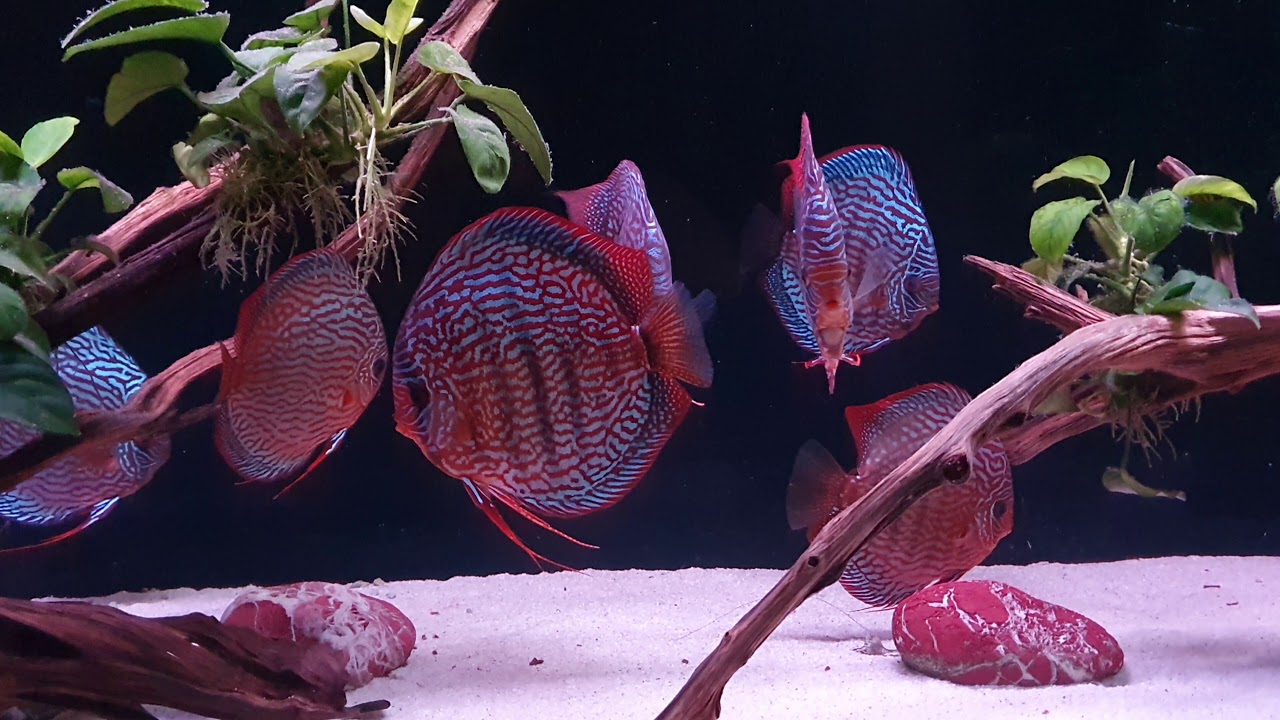 Rood turquoise-Alexander Piwowarski-9 miesięcy 😍