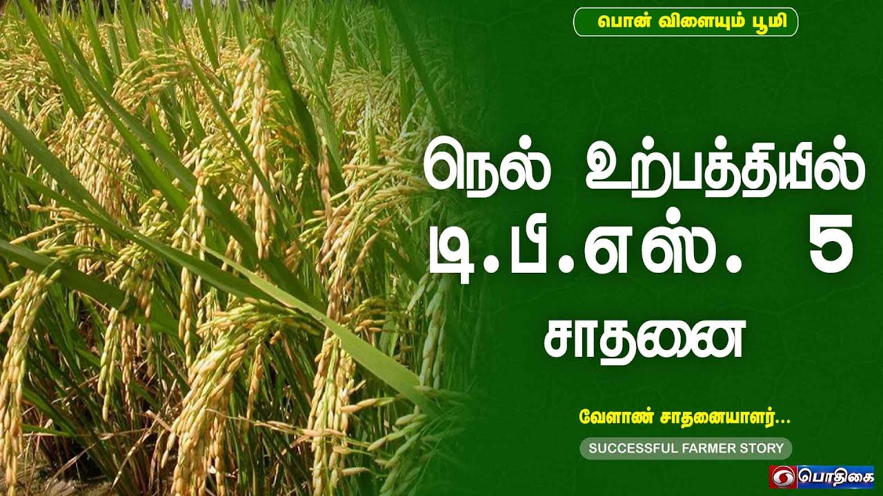 டி.பி.எஸ். 5 நெல் உற்பத்தி | Successful Farmer