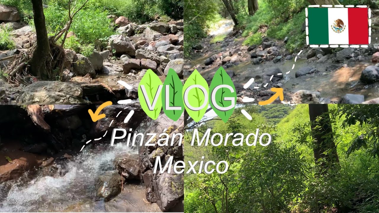 Pinzan Morado Mpio. Ajuchitlan del Progreso Gro, México 🇲🇽 