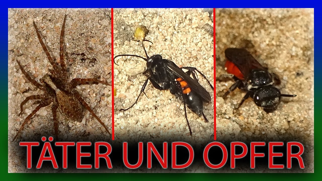 Killer am Wegrand | Wolfsspinne, Wegwespe, Blutbiene