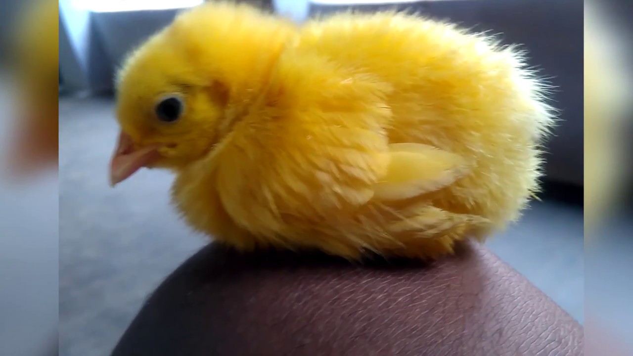 Sleepy Baby Chick | Chirp Chirp