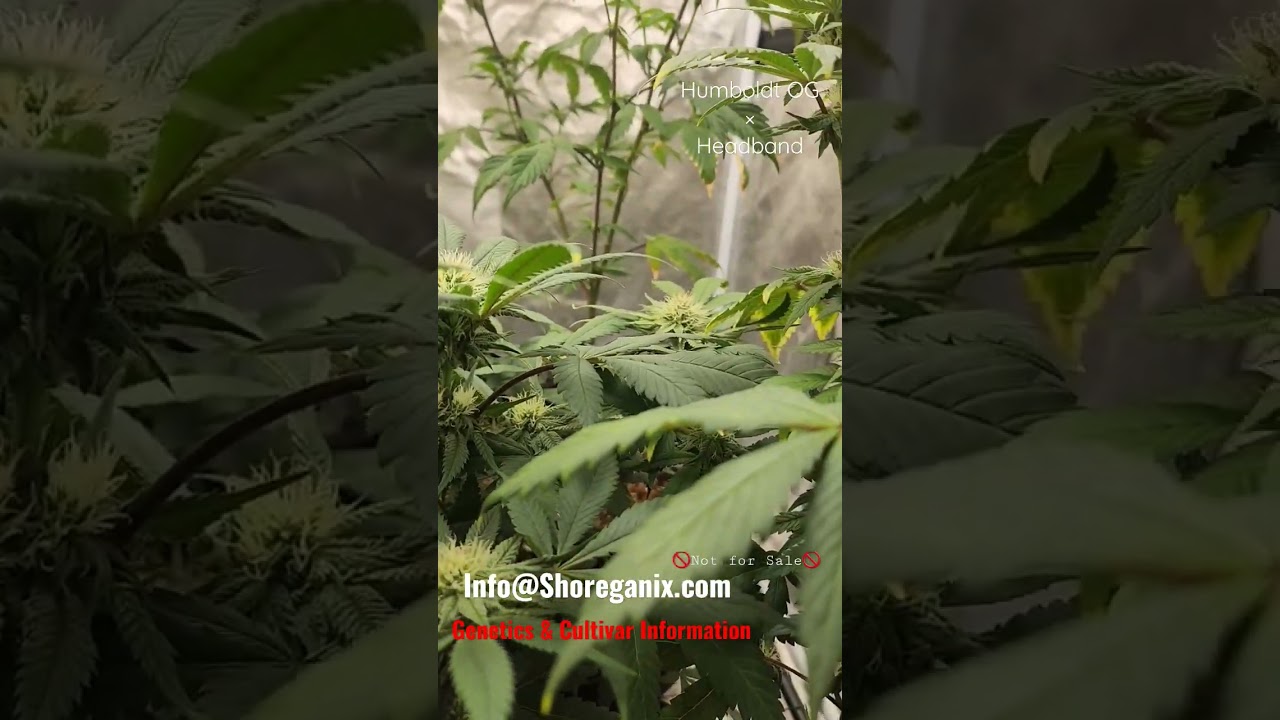 Humboldt Headband - Day 39 bloom. (Humboldt OG x Headband) 3 phenotypes in 1 living soil, 7 gal. pot