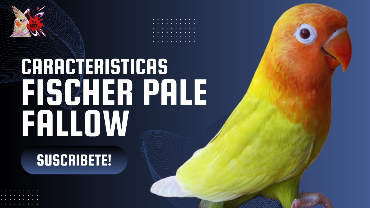 Agapornis Fischer Pale Fallow Todas sus Características
