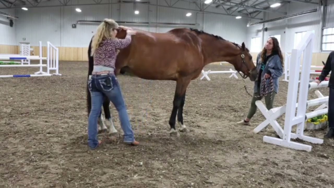 Equine Massage Therapy - Back Strokes