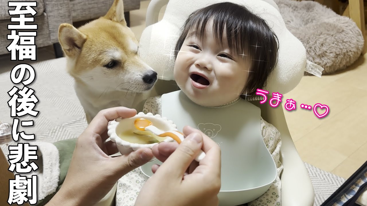 幸せな表情でご飯を食べる1歳児に柴犬の魔の手が迫る