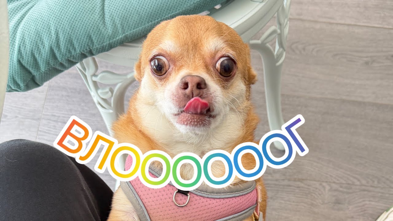 Новый ЧИХОВлоооог! Я вернулась!