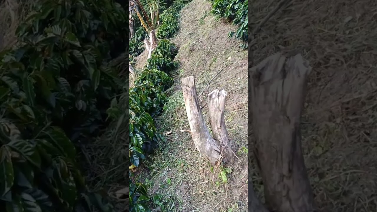 Café catuai rojo 