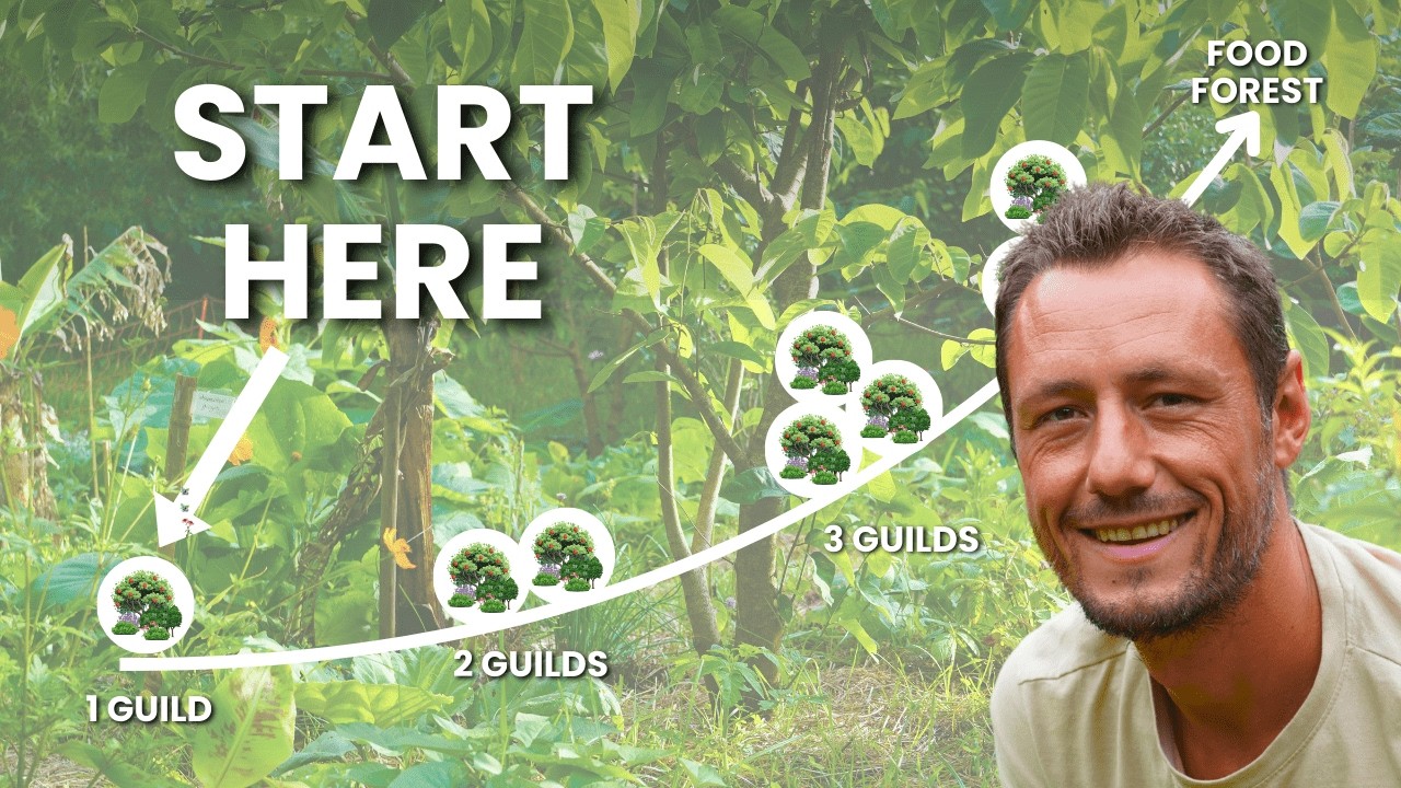 How to Start a Food Forest (With Just One Guild)