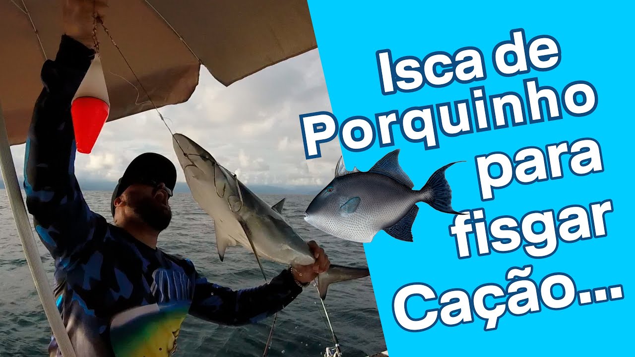 Isca de Porquinho para fisgar Ca&ccedil;&atilde;o - Pescaria embarcada Ilha Bela!!!!!