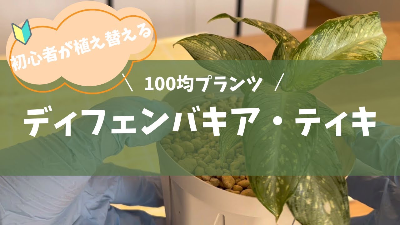 初心者がディフェンバキア・ティキを植え替えます！